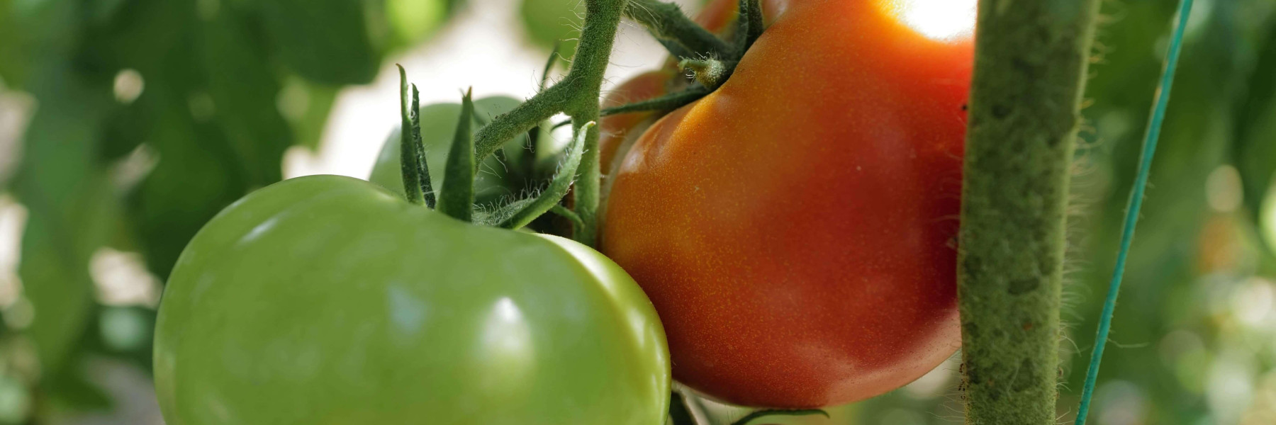 Afbeelding volle breedte