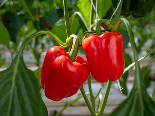 Paprika